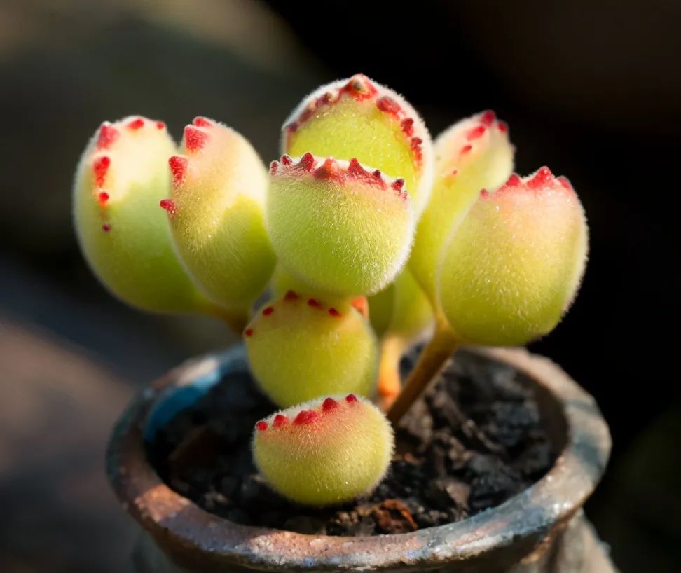 熊童子夏季最难熬 如果做好4点 不仅安稳度夏 还能养出红爪子 腾讯新闻