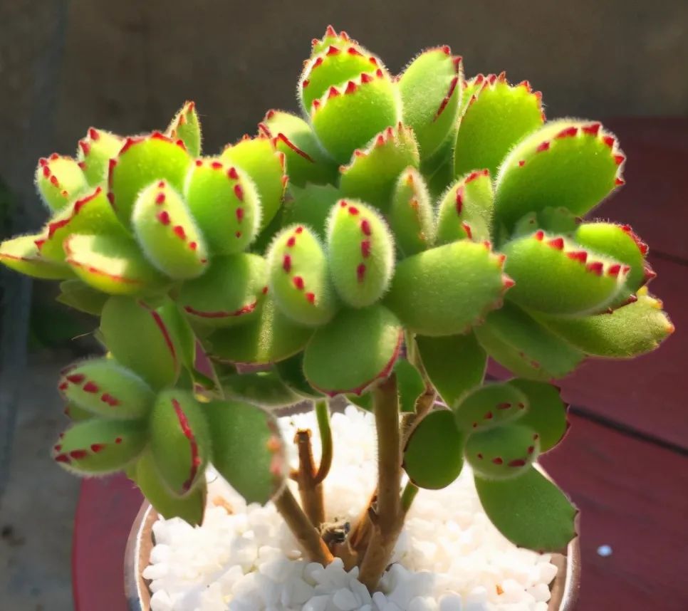 熊童子夏季最难熬 如果做好4点 不仅安稳度夏 还能养出红爪子 腾讯新闻