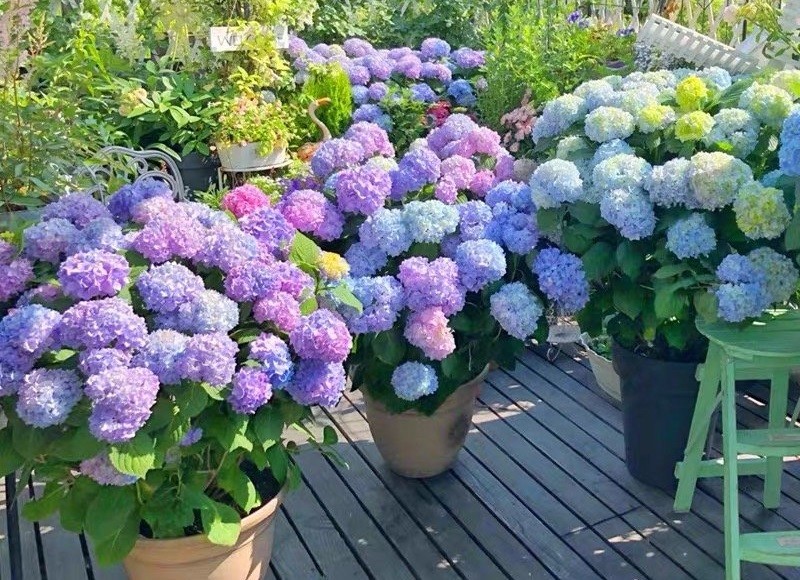 8种耐热绣球花 适合六月养 好养易打理 庭院 阳台都能种 腾讯新闻