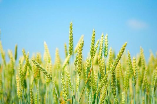 小麦就是最美的夏日诗词