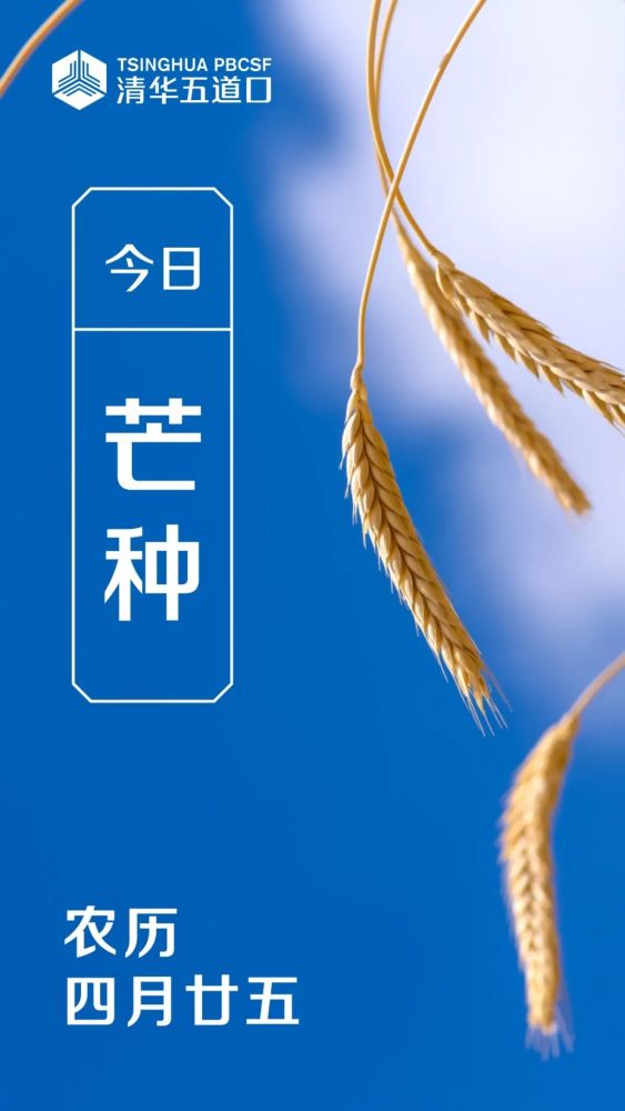 今日芒种:绿阴酣露,麦黄梅熟