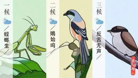 节气养生|芒种,湿热伤脾胃 宜清补|养生|芒种|脾胃|湿热|金银花