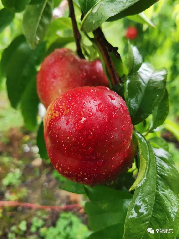 又大又红又脆!肥东这里的油桃上市啦