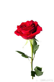 外国民间故事一束玫瑰花的代价