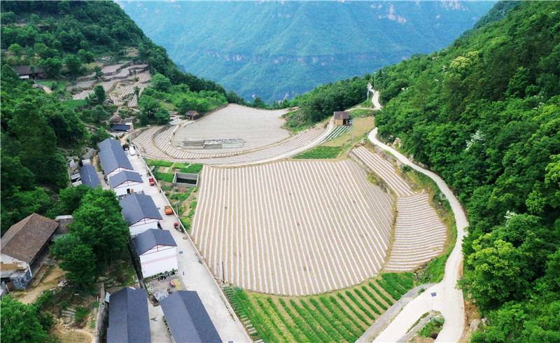 近期,在湖北省襄陽市保康縣海拔1300米以上的歇馬鎮,馬良鎮等高山鄉鎮