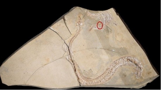 lysia patagonica,在它的身上,拥有着和现代穴居蛇一样的内耳结构特征