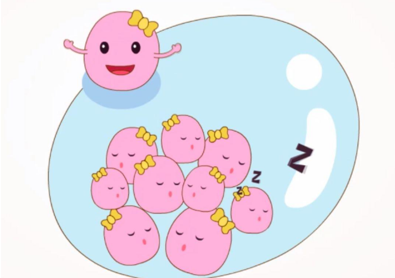 什么样的卵泡能让你快速怀孕