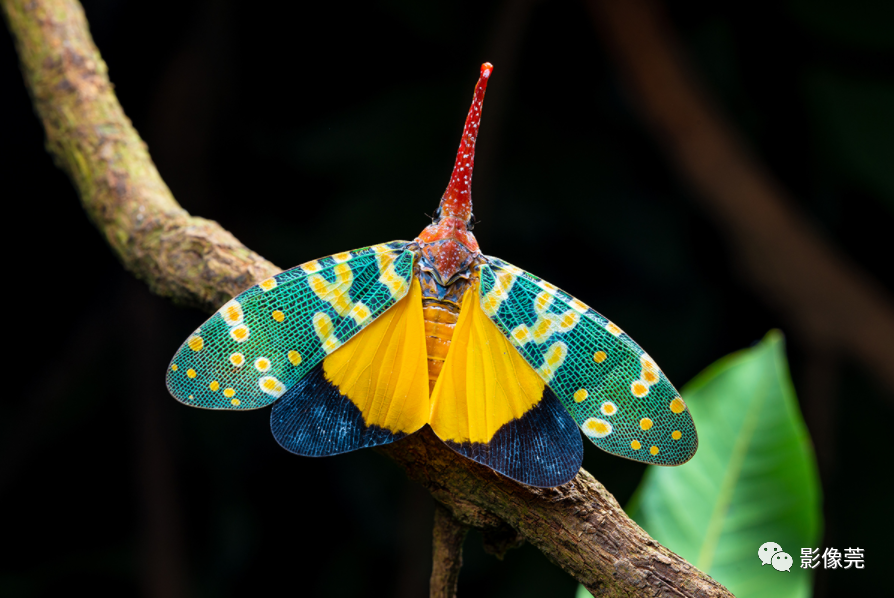 行摄东莞微观它世界发现不可思议的美