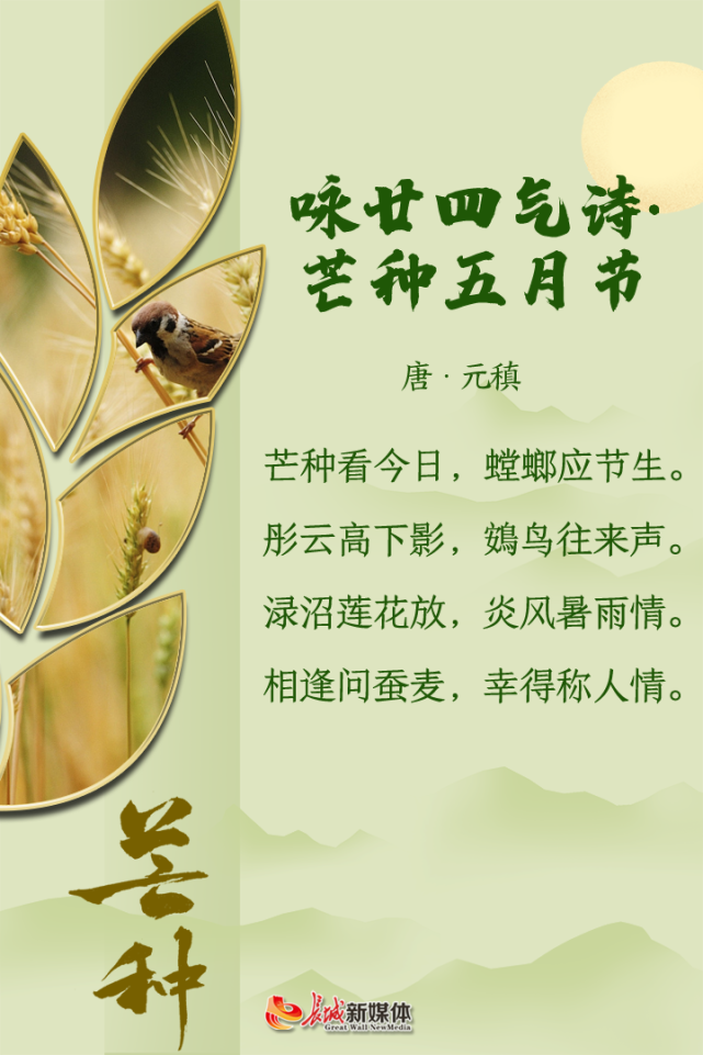 芒种是个忙碌的时节有芒的麦子快收,有芒的稻子可种芒种字面的意思是