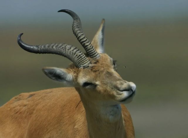 珍稀羚羊来家里逛吃赶也赶不走,这个地方生态环境太好了