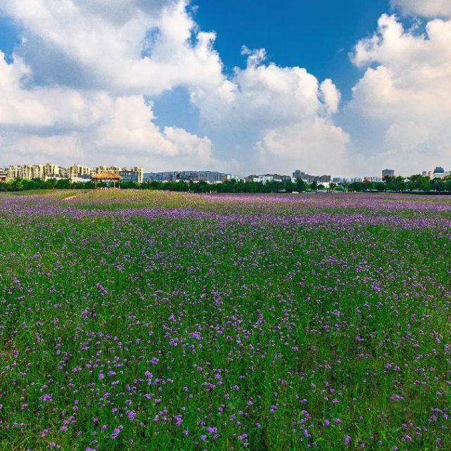 临平百亩花海免费开放!马鞭草,波斯菊