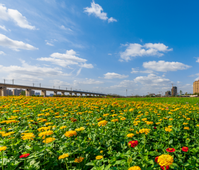 超美临平百亩花海免费开放马鞭草波斯菊