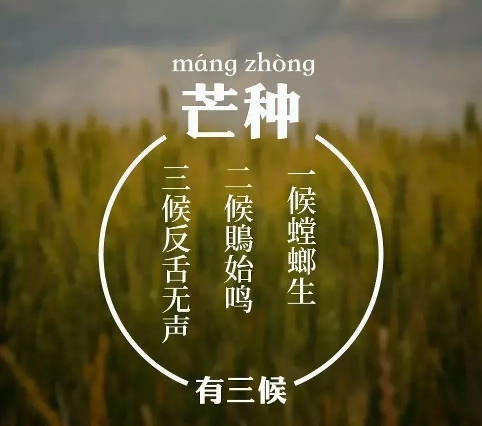 今日 芒种_腾讯新闻