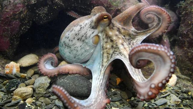 章鱼有9个大脑能编辑基因智商高到无法理解为何没发现出文明