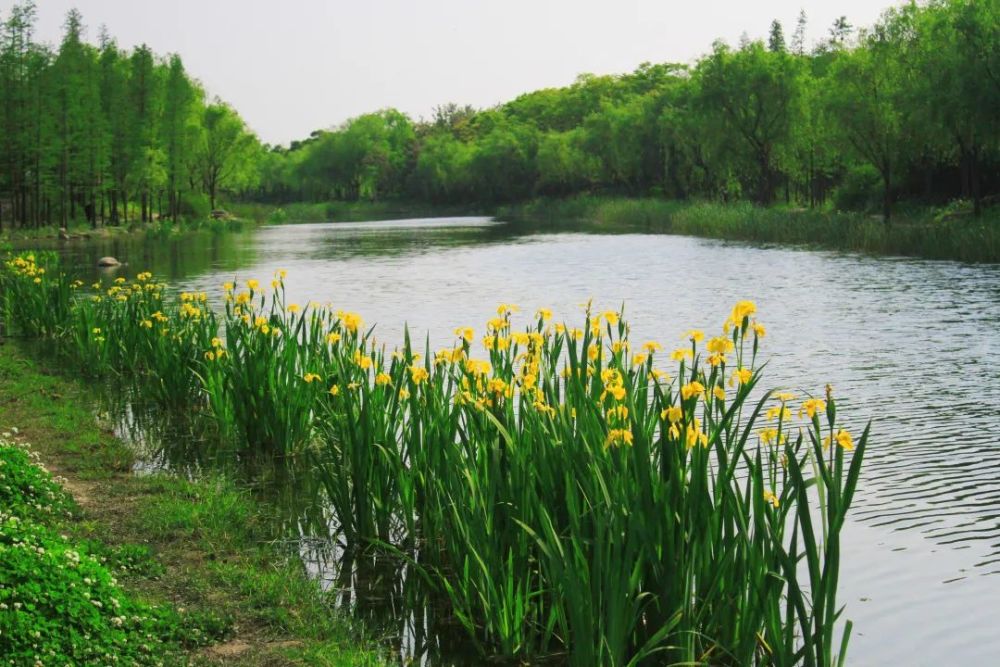 卵石滩,观鸟亭等景点进行翻新,河道附属设施维修养护,水生植物,绿化
