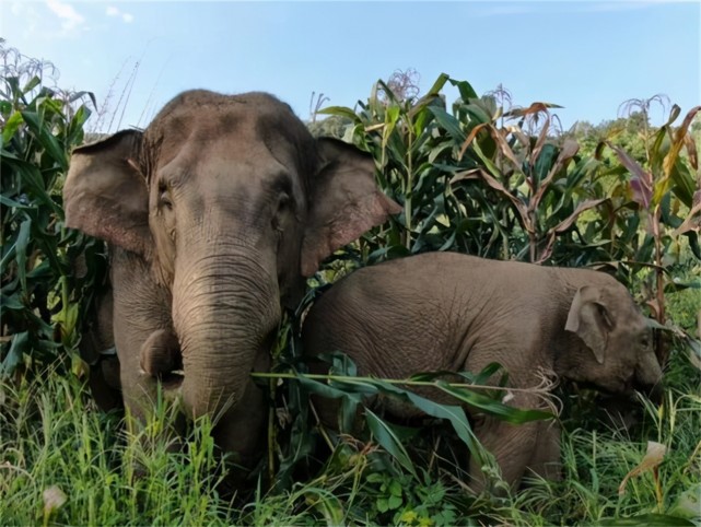 北上大象进农家喝水后不关水龙头网友表示要扁它们一顿