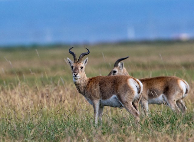 一度比大熊猫还稀少|青海|青海湖|羚羊|马福德|尖木措