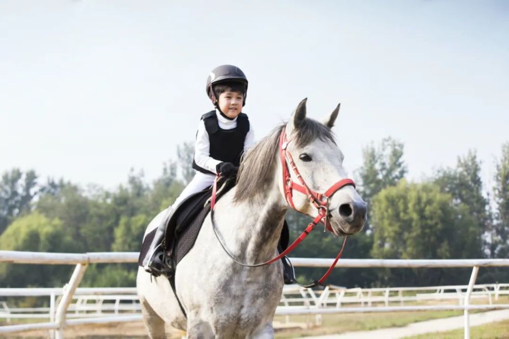 花上百万送孩子学马术为什么让国内有钱人上头