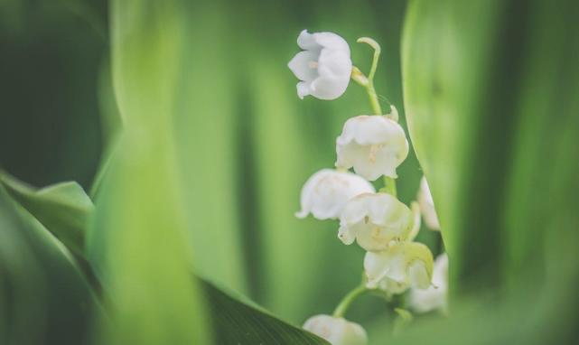 天秤座雙子座的幸運花花如其人魅力四射都是什麼花呢