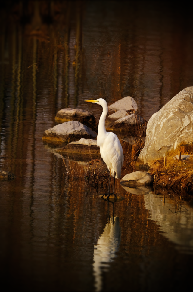 绿博园生态环境好 吸引各种野生动物在此安营扎寨 腾讯新闻