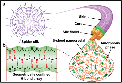 迄今为止最强,最坚韧的可修复弹性体