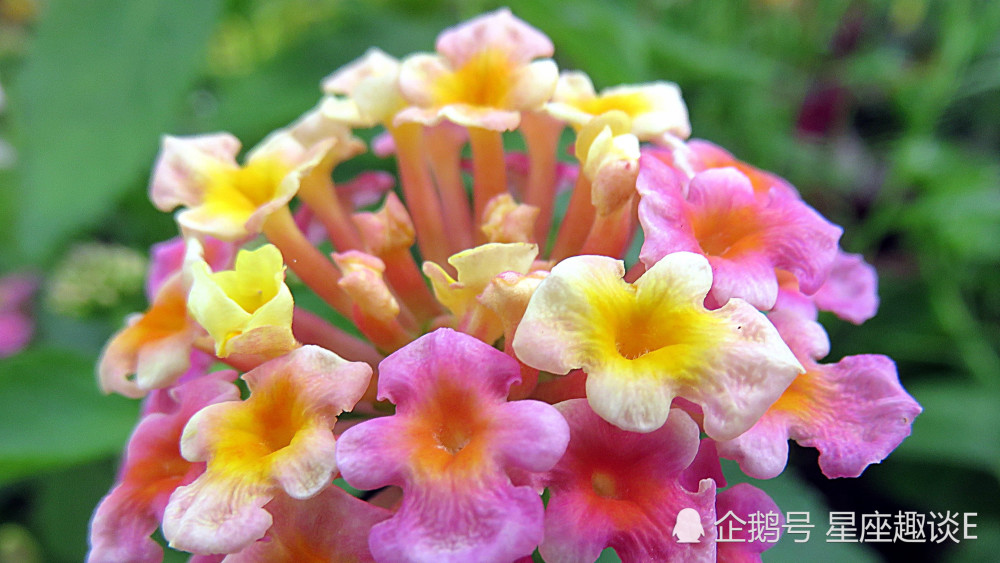 6月6日星座运势 深思熟虑 节节攀升的四大星座 腾讯新闻