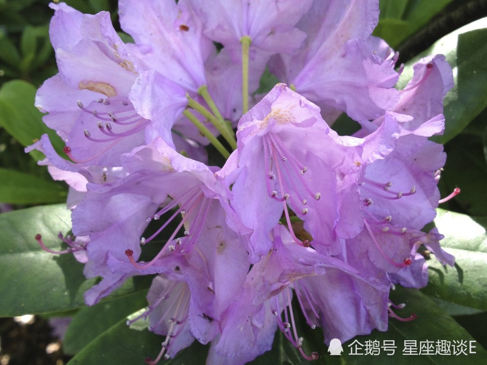 6月6日星座运势 深思熟虑 节节攀升的四大星座 腾讯新闻
