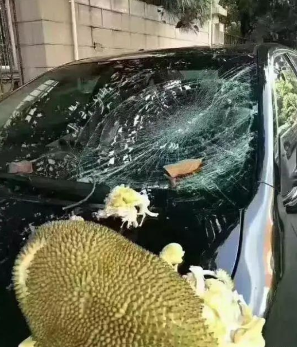 别管菠萝蜜在外地混得身价多高,回到广东依然支棱不起来,一个不小心