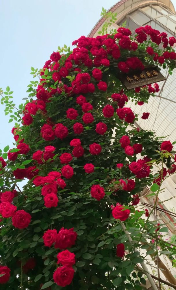 花友投稿狼哥都去做客的神仙花園3年成功打造花海她是怎麼做到的