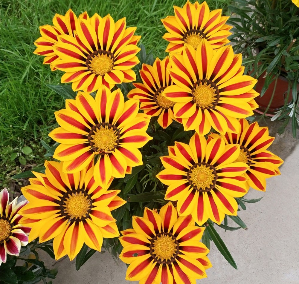 9种耐热的盆栽花,适合夏天养,颜值高,花期长,养护也不难