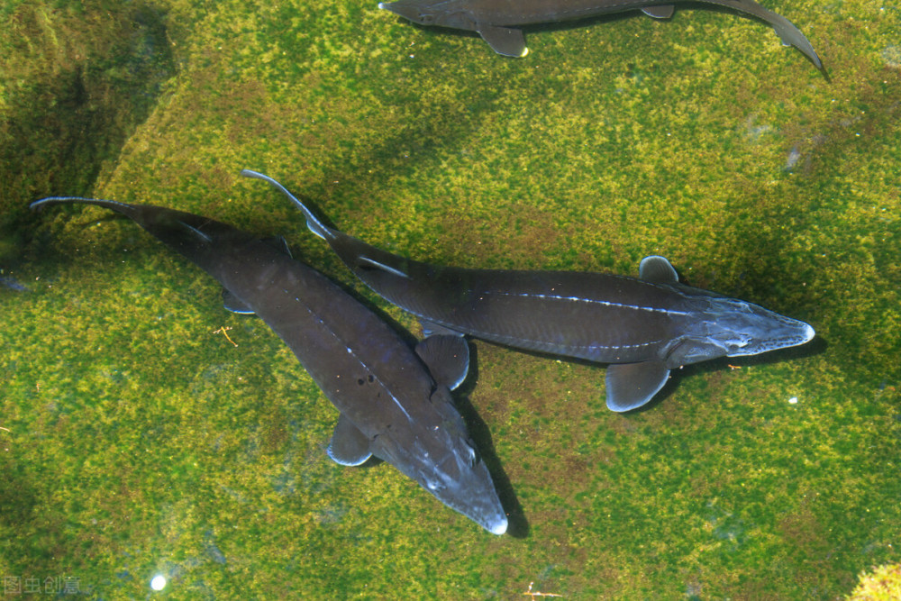 生存了1.4亿年的"长江鱼王"被宰杀,赔偿5万元,还要被关16个月