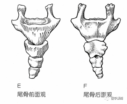 經典解剖脊柱骶骨尾骨二