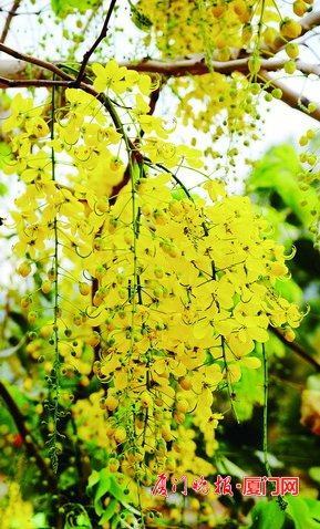 腊肠花开下起 黄金雨 岛内外均有种植花期将从6月持续至8月 腾讯新闻