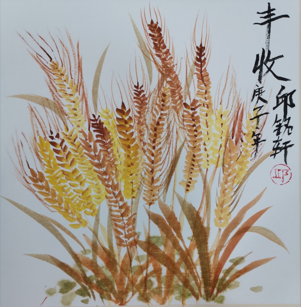 今日芒种,又是一年麦子丰收时