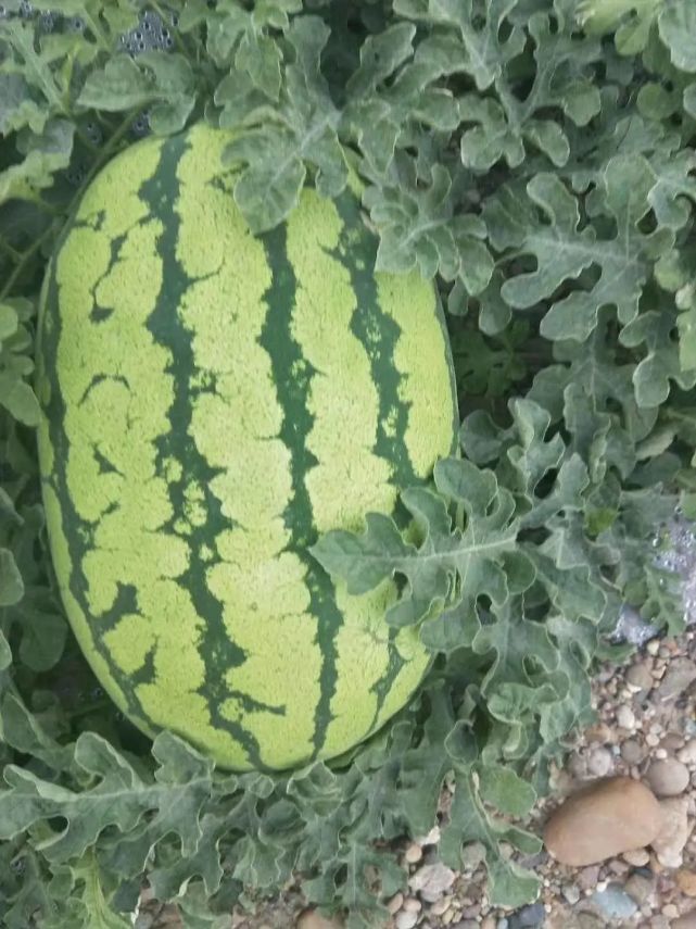 今天为大家介绍晚熟西瓜几月份种植合适以及一些优秀的晚熟西瓜品种