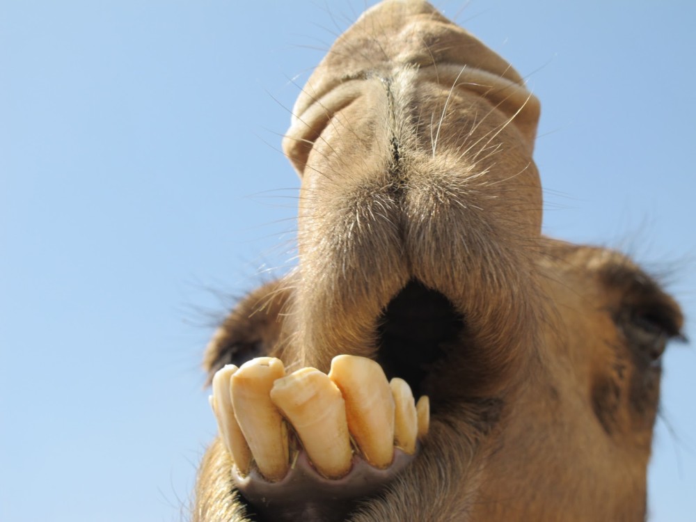 骆驼嚼食仙人掌满嘴是刺不疼吗