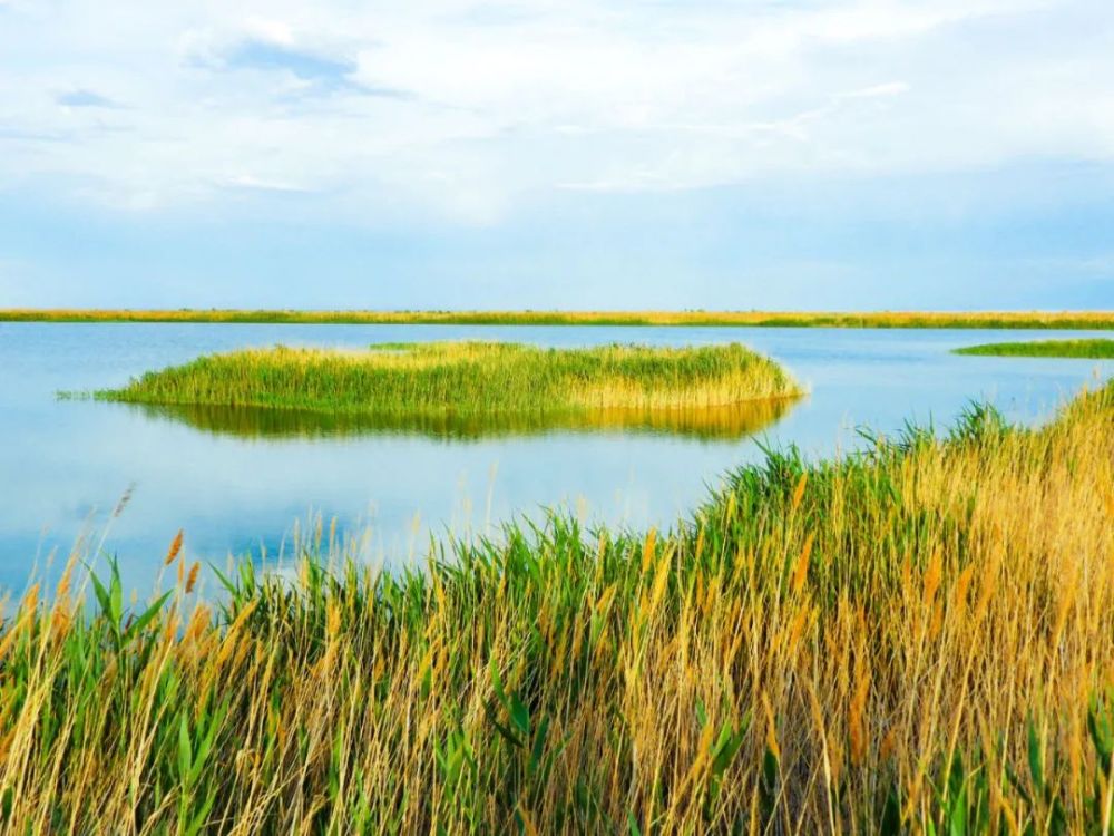 影像博州|艾比湖的夏天,有点好看_腾讯新闻
