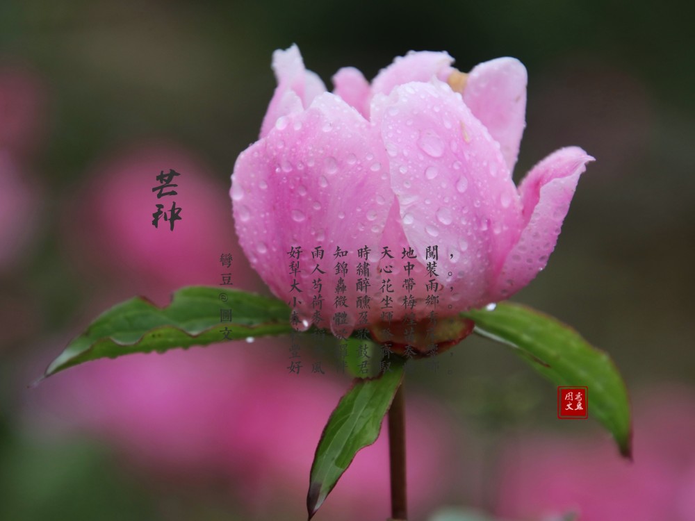 七律《芒种 收获美好季》