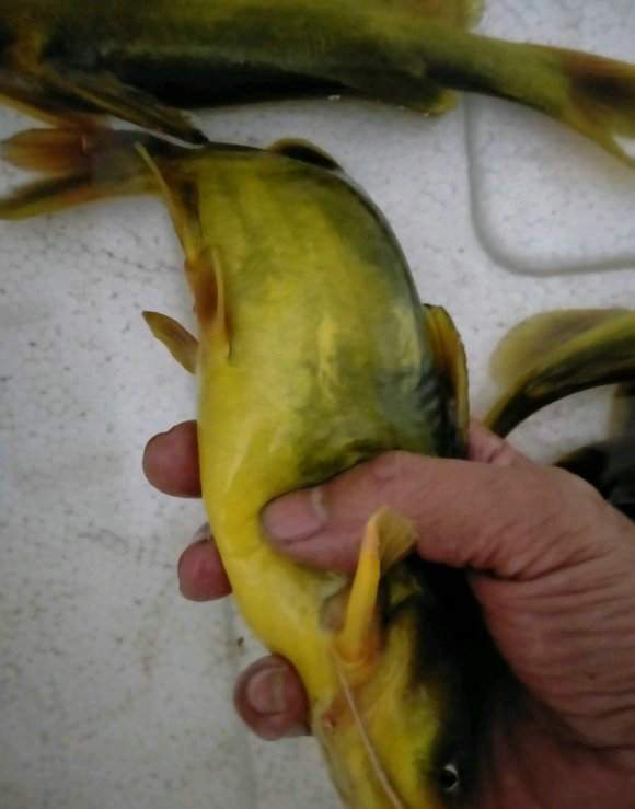 揭阳河道黄辣丁泛滥钓鱼人又大又肥最大的半斤多