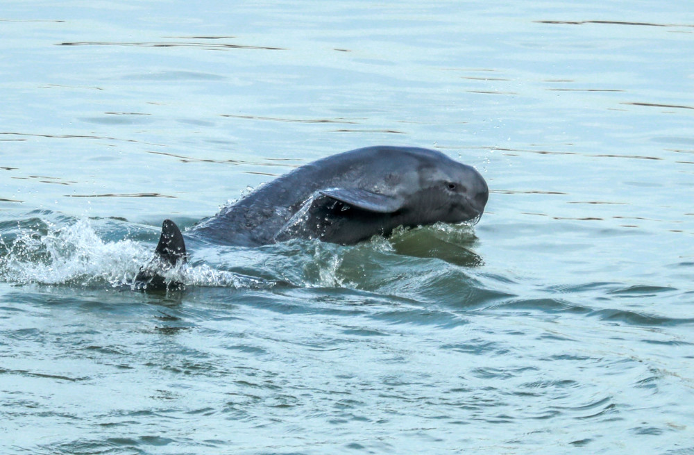 有"微笑天使"之称的长江江豚,是
