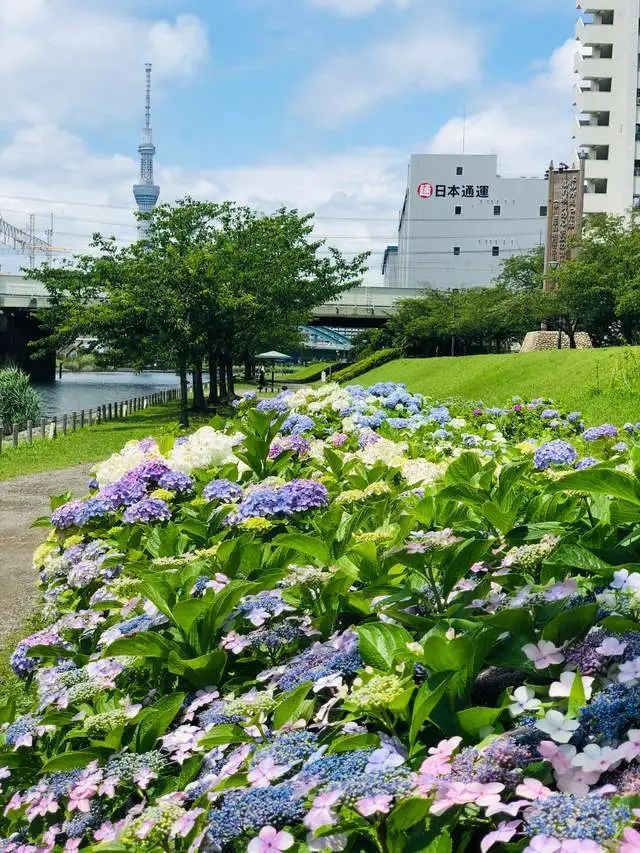 六月与紫阳花 河川两侧开得五彩斑斓还偶遇了一群拍照的狗狗 腾讯新闻