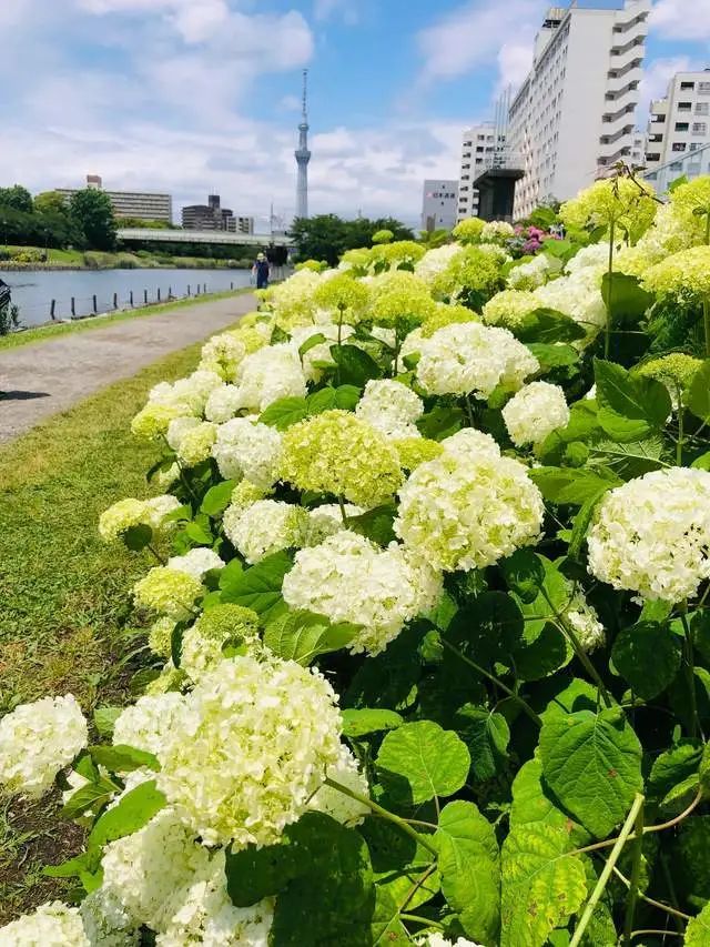 六月与紫阳花 河川两侧开得五彩斑斓还偶遇了一群拍照的狗狗 腾讯新闻