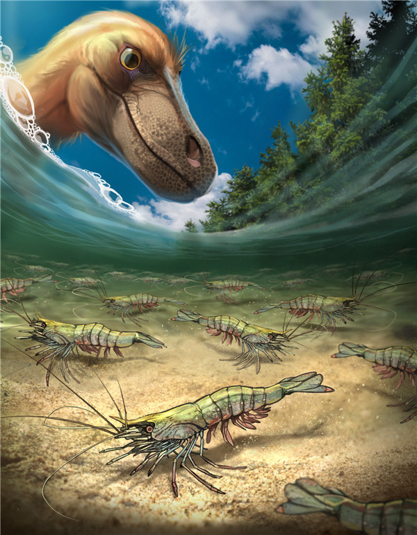 发现4只对虾祖先9900万年前它们和恐龙一起生活