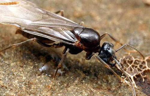 雄蚁,或称父蚁,最短生存时间纪录约为3周.