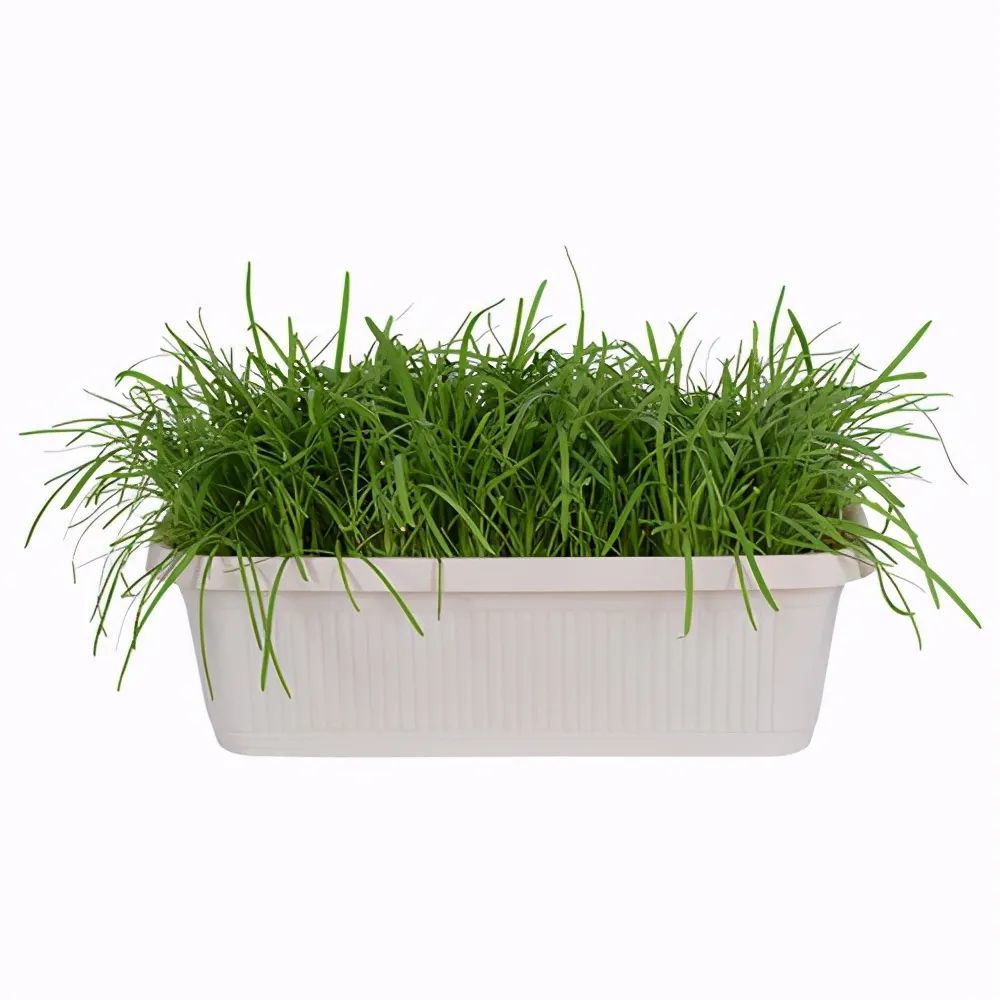 阳台盆栽韭菜,如何做到月月都可以割韭菜?