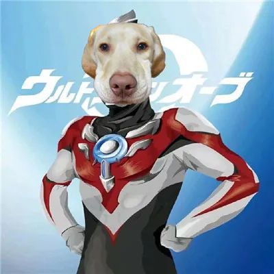 戏精必备的狗头斗图表情包