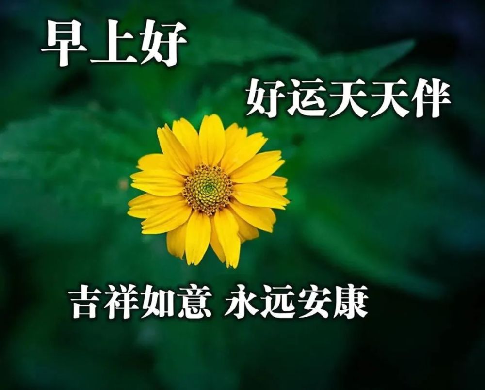 非常經典的早安心情哲理語錄處暑節氣早安祝福免打字圖片帶鮮花