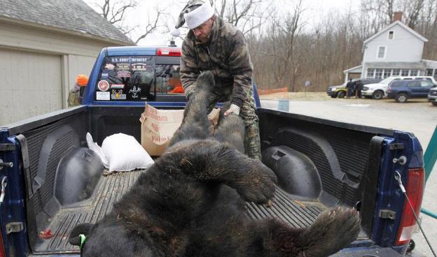 区时,双双被熊吃掉|提摩西·崔德威尔|灰熊|艾米·胡格纳德|美国_社会
