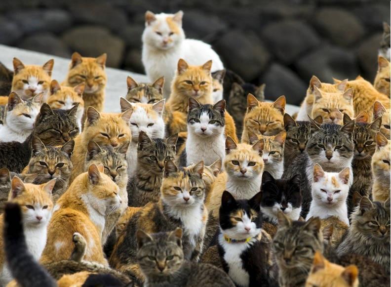 日本"猫岛":数量过5万的猫吃光岛上老鼠后,被迫学会下海捕鱼_腾讯新闻
