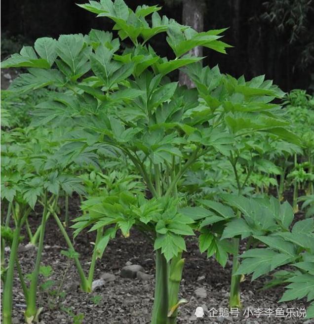 不知道你们是否已经记住了明目叶就是这个"不老仙草"的样貌了呢?